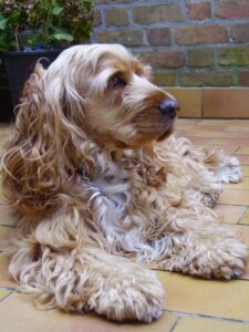 Sress & Burnout Coaching honden