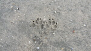 Hondspanning Hond en coaching Dog Assisted Coaching